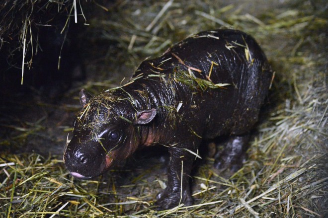 モスラの幼虫 っぽい ネットでも話題の珍獣ミニカバ いつまでも見ていられる 魅力 Oricon News