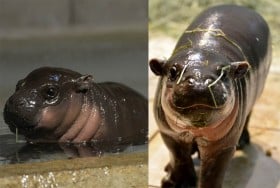 �g���X���̗c���h���ۂ��H �l�b�g�ł��b��̒��b�~�j�J�o�u���܂ł����Ă�����v����