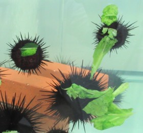 �L���x�c����荇���E�j������300���Đ��̔����A�C�r�炷�ז��҂��g�J���C�C�h�l�C�҂�