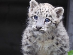 �t���t���ѕ��݂̃��L�q���E�̎q�ǂ��A��e�̂����ۂ͔L����炵�H�u�쐶�̂����܂��������āv