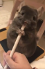 作業の邪魔をしてくる”もふもふペット”、必死にペンにかじりつくチンチラがあまりにもかわいすぎる