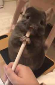 ��Ƃ̎ז������Ă���h���ӂ��Ӄy�b�g�h�A�K���Ƀy���ɂ�������`���`�������܂�ɂ����킢������