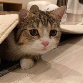 �u�Ȃ������ɁH�v�t�H�����[10�������A�L�D���ɖ����^����g�}���`�J���h�̏���Ȃ��ꏊ