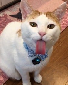 �u����������v���킩��₷���g�ނ��h�@�Â���V�L�����Z�����ɂȂ��ĕς�������ƂƂ�