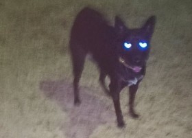 �u���ꂪ���������r�[�����c�v��D���Ȃ���l�l�ւ̈��̂��邵�H �ڂ��n�[�g�ɂȂ��Ă��܂������ɔ���