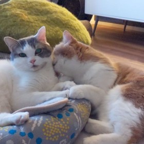 �u�����䂢�Ƃ�����܂��񂩁H�v�тÂ��낢���Ă�����L�ɔ����A�����R���r�̓���Ƃ́H