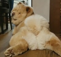 �e�B�f�B�x�A�ł́c�H SNS�ł��l�C�h�`���E�`���E���h�Ƃ̓��킪�u���ӂ��ӂ����đ����v