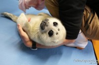 「目がウルウル」「ぬいぐるみのよう」と話題のバイカルアザラシ赤ちゃん、飼育員さんにかわいさの理由を聞いてみた