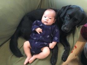 �u�䂪�Ƃ̃Z�R���Ɂv�Ԃ����������ƌ���鍕���u���A���������Ɖ��炵���ɔ���