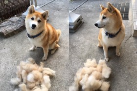 �u�����C���ꂽ��C�b�L�ɔ����܂����v���H��ʊ�ŘȂގČ��ɔ����A������ɕ��������Ƃ̕�炵