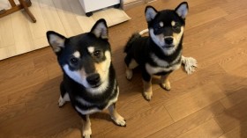 �u�ݑ�[�N�ɏW���ł��Ȃ��̂ł����c�v�ːi���Ă����Č��e�q�ɔ����A�h2�C�Ƃ̋Y��h�������傳��̍ŏd�v�~�b�V������