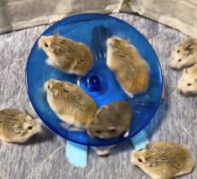 ���ꂼ�u���l�����̌��{�v�H ���Ƃō�����]�y���ރn���X�^�[�A���t���t����ɔ���