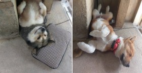 �u���܂�ς��̌��ł́c�v�g�����p�Ŗ��錢�h���݂�Ȃ̖����ɁA����̗q���ŋN�������s�v�c�Șb�ɔ���