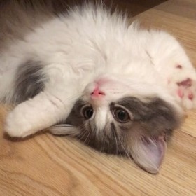 ���t�肽���Ȃ邨���Ƀt�@�������Â��@�@�U�ނ��т̂悤�ȔL�E���Ă̂܂�ۃ{�f�B������