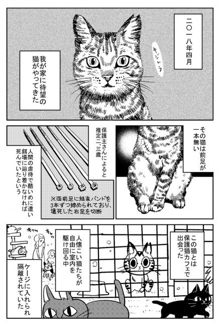 飼い主さん 不便を全力サポートする覚悟だった 前足が一本ない保護猫が うちの子になるまで 描く漫画に反響 Oricon News