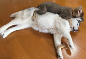 �����傳��u�D�������ď�����v�e�����Ԃ��������₷�n�X�L�[�ɔ����̐�