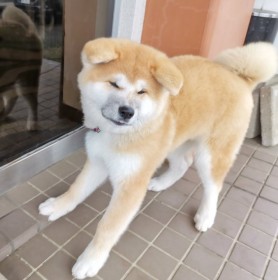 �H�c���ۑ����SNS���l�X�̖����ɁA�u���͂悤���������Ӂv�Ƃ݂�Ȃ��}�����񂱂��h�V�g�̂悤�h�Ɣ���