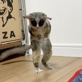 �t�H�����[55���̂����邳��́g�T�����h�ɔ����u���S�ɃR���^�N�g���Ƃ������̎��v