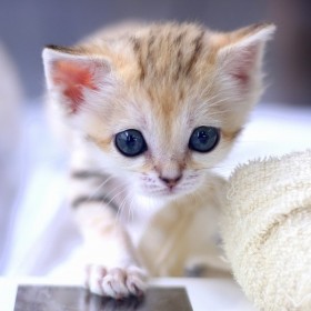 �g�����̓V�g�h�X�i�l�R�̐Ԃ����A�a����Ɍ����[�u���c��������������u�g�����v