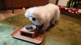 �ǂ��ƂȂ����D���Y���c���䑏���ɂ����Ă���H �������Ȋ�̃y�L�j�[�Y�������܂�ɂ���������