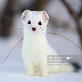 �w�I�R�W����D���B�x���i���Ȃ��A���ϕi��Ђ̃i�]�Ŕɍ��߂�ꂽ�g�l�b�g�����h�ւ̎v��