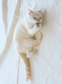 �u���߂Č��鈤�L�̊�v�u���ӂ�o��쐫���v�˂��݂̃I���`���ɖ��S�ł��Ԃ���p�ɔ���