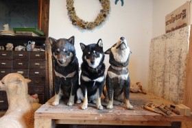 �u�{���́A�ǁ[�ꂾ�H�v���A�������錢�̒�����12.5�������ˁ@���߂�ꂽ�g���h�̑�؂�