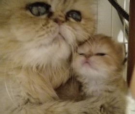 �s�ҁA�a�C�A���������c�����ăV���b�L���O�ȁg�ی�L�̃��A���h�𔭐M���闝�R�u�����ɋN�����Ă��邱�Ƃ�m���Ăق����v