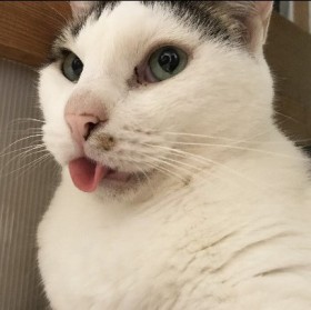 �u�S���e�[�v�ł��邮�銪���v�S���̂��������ی�L�A�K���Ȉ���𓥂ݏo���܂ł�5�N