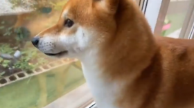 �g��������h����D���ȎČ������C������c�p�������Ȃ��Ȃ�Ƒ��ۂɑҋ@�A�Ƒ�����́u���l�݂����Ȋ֌W�v