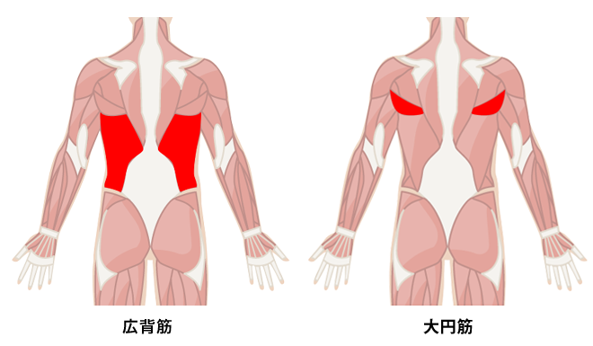 逆三角形の身体を作る広背筋の鍛え方 プロが教える背中の筋トレ Oricon News