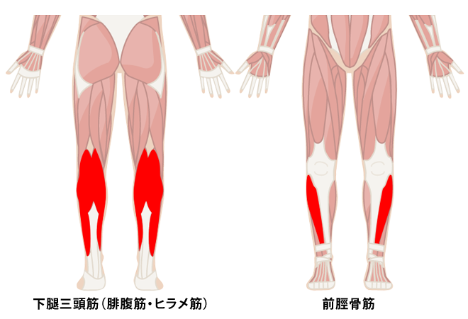 太もも ふくらはぎの筋トレで足腰を鍛える方法 プロが教える足の筋トレ Oricon News