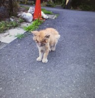 �u�{���{���̔L�������āI�v��i������ꂽ�n��L��ی�A�u���̎q���x�ƕs�K�ɂ͂��Ȃ��v