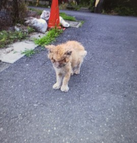 �u�{���{���̔L�������āI�v��i������ꂽ�n��L��ی�A�u���̎q���x�ƕs�K�ɂ͂��Ȃ��v