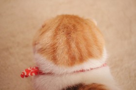 ���ꂪ�L���Ɓc�H �u�����������������ہv 360�x�ǂ����猩�Ă������t�H�����Ƀt�H�����[���