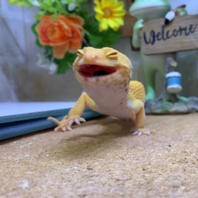 �@�̂��̂��Ă���H ���K�����ӂ��g�J�Q��30�������ˁu������ȃC���[�W���邯�ǁc�v