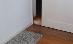 �u�N���A�Ƃ̒��ɐH�p���𗎂Ƃ����̂́H�v�R�[�M�[�̂�����ɔ����A�����傳��u�߂����̂ɁA�߂��Ȃ��c�v