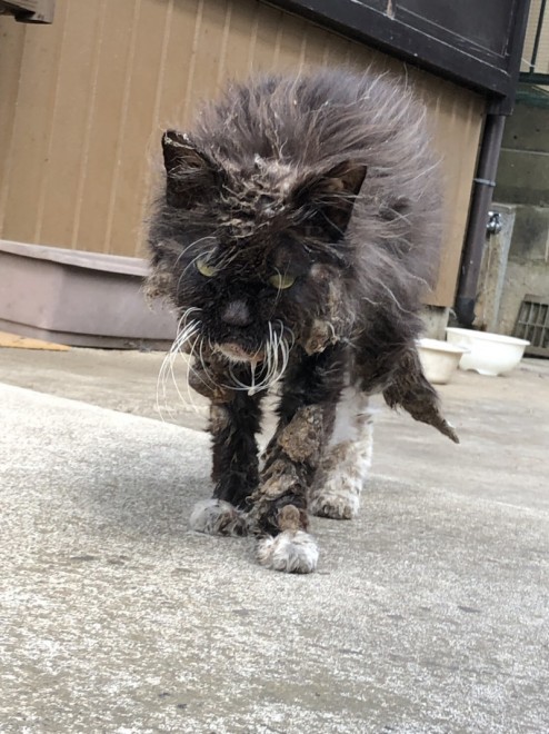 あまりの惨状に「思わず二度見」、誰にも助けてもらえなかった地域猫の 