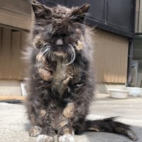 ���܂�̎S��Ɂu�v�킸��x���v�A�N�ɂ������Ă��炦�Ȃ������n��L�́g�^���h�́H