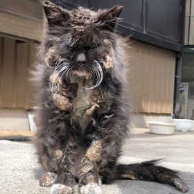 ���܂�̎S��Ɂu�v�킸��x���v�A�N�ɂ������Ă��炦�Ȃ������n��L�́g�^���h�́H