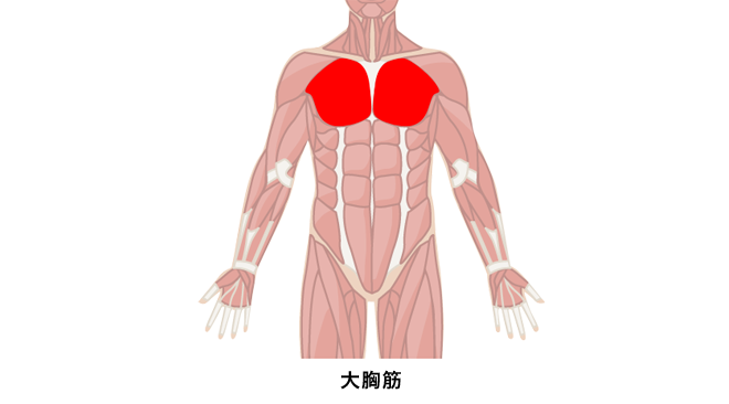 胸板を厚くするための大胸筋の鍛え方 プロが教える筋トレ Oricon News
