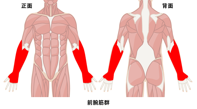 上腕二頭筋 上腕三頭筋の筋トレで二の腕を鍛える方法 プロが教える筋トレ Oricon News