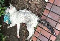 �т���G��œ|��Ă����n��L�A�u��������Ȃ��v�����������g�ɘa�P�A�h�ƕʂ�̂Ƃ�