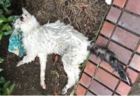 �т���G��œ|��Ă����n��L�A�u��������Ȃ��v�����������g�ɘa�P�A�h�ƕʂ�̂Ƃ�