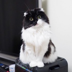 �g�ƔL�h�ō����Ďv���Ăق����c�y�b�g���X������u�V�����Ƒ���҂L�����̋��ꏊ���v