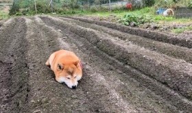 �u����͗��h�A���n�������c�v���Ɏ������Č����b��A�ӂ��ӂ��ȓy�����̓����Ȃ�