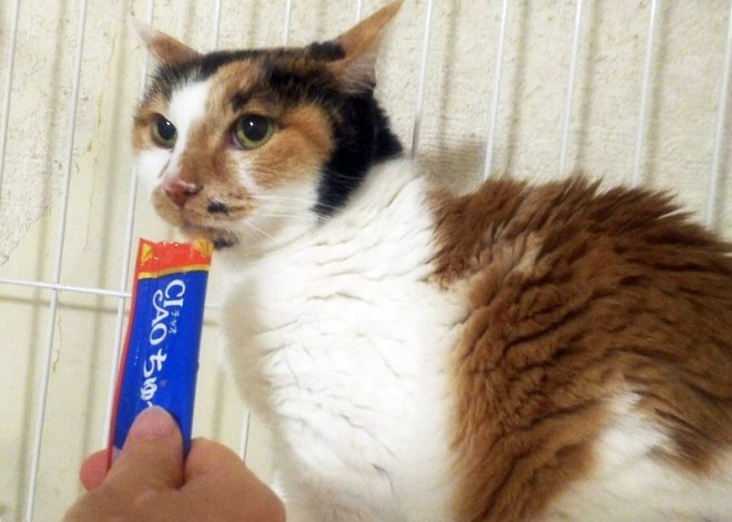 これ以上は危険 モラハラとdv受けた猫 家族が1人でも反対したら動物を飼うべきではない Oricon News