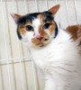 「これ以上は危険」モラハラとDV受けた猫…「家族が1人でも反対したら動物を飼うべきではない」