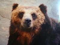 �\�͒c�̑g�������H 60�N�����w�̂ڂ�ׂN�}�q��x�g���{�X�h�̏Љ���b��u���i����ɏo��̂͐l�ԂƓ����v