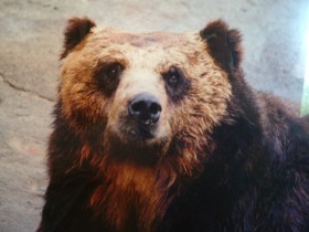 60�N�����w�̂ڂ�ׂN�}�q��x�g���{�X�h�̏Љ���b��u���i����ɏo��̂͐l�ԂƓ����v